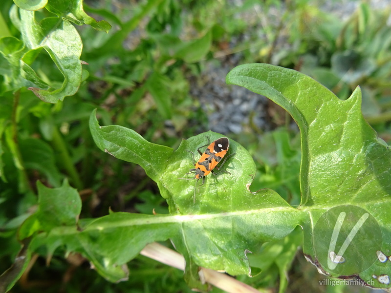 Ritterwanze: Übersicht